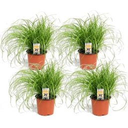 Plant In A Box - Cyperus - Set de 4 - Herbe à chat - Pots 12cm - Hauteur 30-40cm