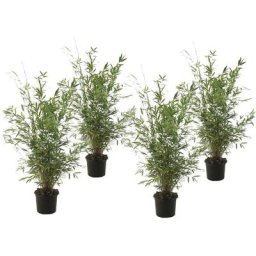 Plant In A Box - Fargesia Gansu - Set de 4 - Bambou non invasif - Pot 17cm - Hauteur 50-70cm