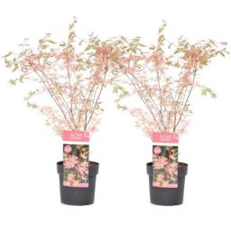 Plant In A Box - rable du Japon 'Taylor' - Set de 2 - Érable - Pot 19cm - Hauteur 50-60cm