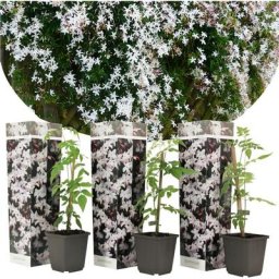 Jasminoides Officinale - Set de 3 - Blanc - Jasmin - Pot 9cm - Hauteur 25-40cm