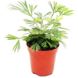 Exotenherz - Mini plante - Actiniopteris australis - Fougère à feuilles de palmier - Idéal pour les