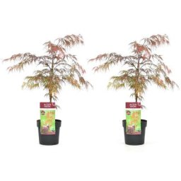 Plant In A Box - Acer palmatum 'Garnet' - Set de 2 - Erable - Pot 19cm - Hauteur 60-70cm