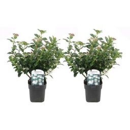 Plant In A Box - Viburnum Tinus - Set de 2 - Véritable laurier - Pot 17cm - Hauteur 25-40cm