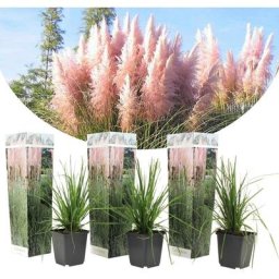 Cortaderia selloana - Set de 3 - La pampa - Rose - Pot 9cm - Hauteur 25-40cm
