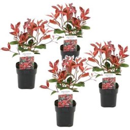 Plant In A Box - Photinia fraseri Red Robin - Set de 4 - Pot 17cm - Hauteur 30-40cm