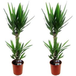 Plant In A Box - Yucca Elephantipes - Set de 2 - Palmier d'ambiance - Pots 17cm - Hauteur 70-80cm