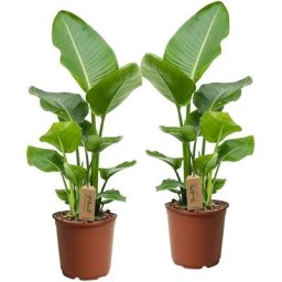 Plant In A Box - Strelitzia Nicolai - Set de 2 - Pot 17cm - Hauteur 55-70cm