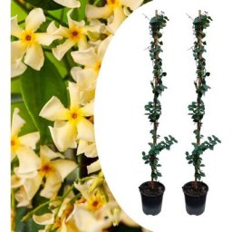 Jasminoides Star of Toscane - Set de 2 - Jasmin - Pot 17cm - Hauteur 110-120cm