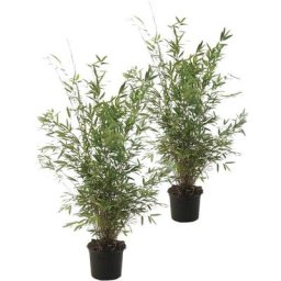 Fargesia Gansu - Set de 2 - Bambou non invasif - Pot 17cm - Hauteur 50-70cm