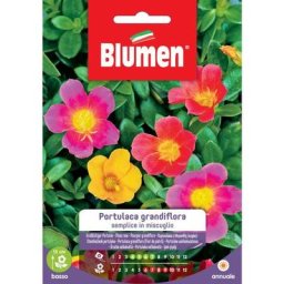 Graines de portulaca grandiflora Blumen