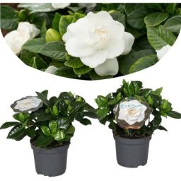Plant In A Box - Gardenia Jasminoides - Set de 2 - Pot 13cm - Hauteur 20-30cm