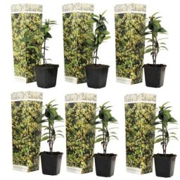 Plant In A Box - Jasmin toscan - Set de 6 - Jaune - Plantes de jardin - Pot 9cm - Hauteur 25-40cm