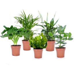 Plant In A Box - Plantes d'intérieur purificatrices d'air - Mix de 5 - Pot 12cm - Hauteur 25-40cm