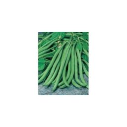 Haricot nain cupidon - 150 g