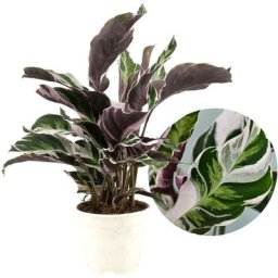 Plant In A Box - Calathea Fusion White - Purificateur d'air - Pot 14cm - Hauteur 30-40cm