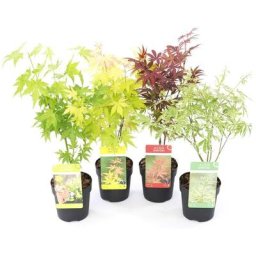 Acer palmatum - Set de 4 - Erable du Japon - Pot 10,5cm - Hauteur 25-40cm