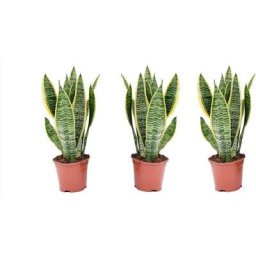 Plant In A Box - Sansevieria Laurentii - Set de 3 - Langue femelle - Pots 12cm - Hauteur 30-40cm