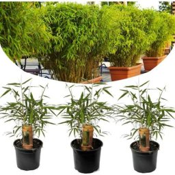 Plant In A Box - Fargesia Rufa - Set de 3 - Bambou non poussant - Pot 13cm - Hauteur 25-40cm