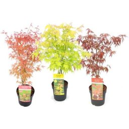 Acer palmatum - Set de 3 - Erable du Japon - Pot 19cm - Hauteur 60-70cm