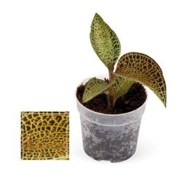 Exotenherz - Jewel Orchid - Ludisia Topaz - Mini orchidée terrestre à feuilles fantaisies - pot 6cm