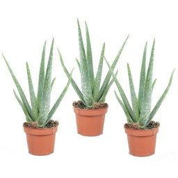 Plant In A Box - Aloe Vera - Set de 3 - Succulentes - Pots 10,5cm - Hauteur 25-40cm