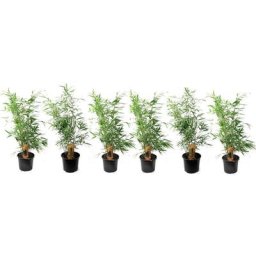 Plant In A Box - Fargesia Asian - Set de 6 - Bambou non croissant - Pot 13cm - Hauteur 25-40cm
