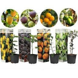 Medi Mix - Set de 4 - Arbres fruitiers méditerranéen - Pot 9cm - Hauteur 25-40cm