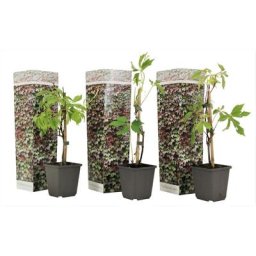 Set de 3 Parthenocissus 'Wild Winged' - Pot 9cm - Hauteur 25-40cm