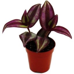 Mini plante - Tradescantia « Purple » - fleur à trois maîtres - sorcière d’eau - Idéal pour petits