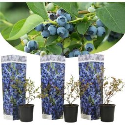 Blueberry Sunshine Blue - Set de 3 - Plante à baies - Pot 9cm - Hauteur 25-40cm