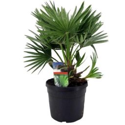 Plant In A Box - Chamaerops 'Vulcano' - Palmier nain - Pot 19cm - Hauteur 35-45cm