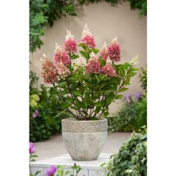 Plant In A Box - Hortensia 'Pinky Winky' - Set de 4 - Hortensia - Pot 19cm - Hauteur 25-40cm