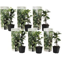 Plant In A Box - Jasmin toscan - Set de 6 - Plantes de jardin - Blanc - Pot 9cm - Hauteur 25-40cm