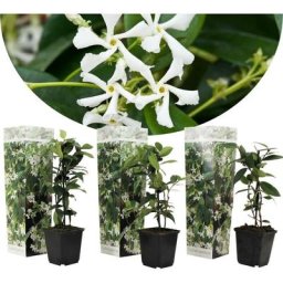 Jasmin toscan - Set de 3 - Plantes de jardin - Blanc - Pot 9cm - Hauteur 25-40cm