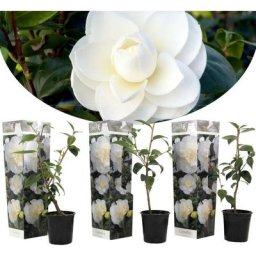 Camellia Japonica - Set de 3 - Blanc - Roses - Pot 9cm - Hauteur 25-40cm