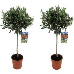 Plant In A Box - Olea Europaea - Set de 2 - Olivier sur tige - Pot 21cm - Hauteur 90-100cm
