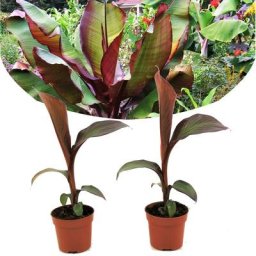 Plant In A Box - Ensete ventricosum Maurelli - Set de 2 - Bananiers - Pot 9cm - Hauteur 20-30cm