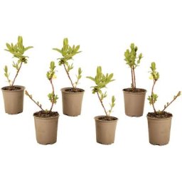 Plant In A Box - Lonicera kamtchatica - Set de 6 - Myrtille - Pot 9cm - Hauteur 25-40cm