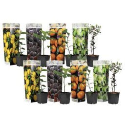Plant In A Box - Medi Mix - Set de 8 - Arbres fruitiers méditerranéen - Pot 9cm - Hauteur 25-40cm