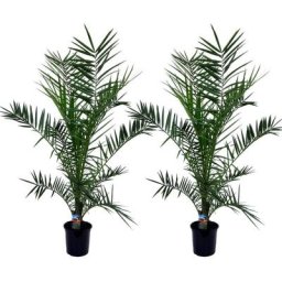 Plant In A Box - Phoenix Canariensis - Set de 2 - Palmier dattier - Pot 19cm - Hauteur 80-100cm