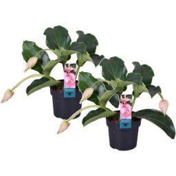 Plant In A Box - Medinilla Magnifica - Set de 2 - Pot 17cm - Hauteur 40-50cm