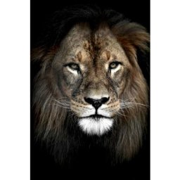 Tableau sur toile lion dans l'ombre 30x45 cm - Impression sur Toile Murale Décorative - Image