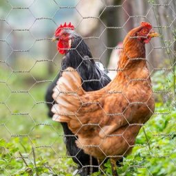 Grillage pour poules 1x25M maille 25mm triple torsion clôture souple jardin animaux - Gris
