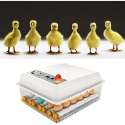 Incubateur Oeufs Couveuse a Oeuf Automatique Pour Volaille, Caille, Oie Canard, Pigeon, Reptile