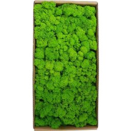 Décoration murale en mousse préservée Véritable mousse préservée Aucun entretien requis Mousse