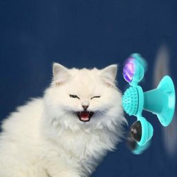 Jouets interactifs pour chat moulin à vent avec herbe à chat : Jouets pour chat pour chats