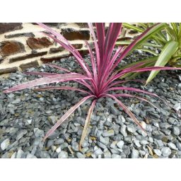 Paillage Ardoise gris 10-30 - vrac Big Bag - 500 kg