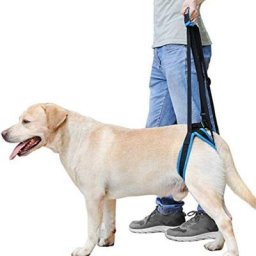 Blue Dream - Harnais de levage portable pour chien avec sangle de soutien pour aider les chiens