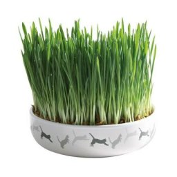 Herbe à chats avec gamelle, en céramique ø 15 × 4 cm, 50 g