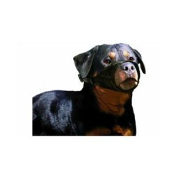 Muselière en nylon noir Taille xl - Rottweiller